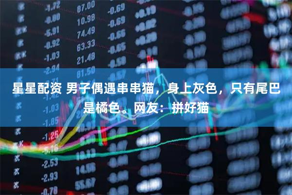 星星配资 男子偶遇串串猫，身上灰色，只有尾巴是橘色。网友：拼好猫